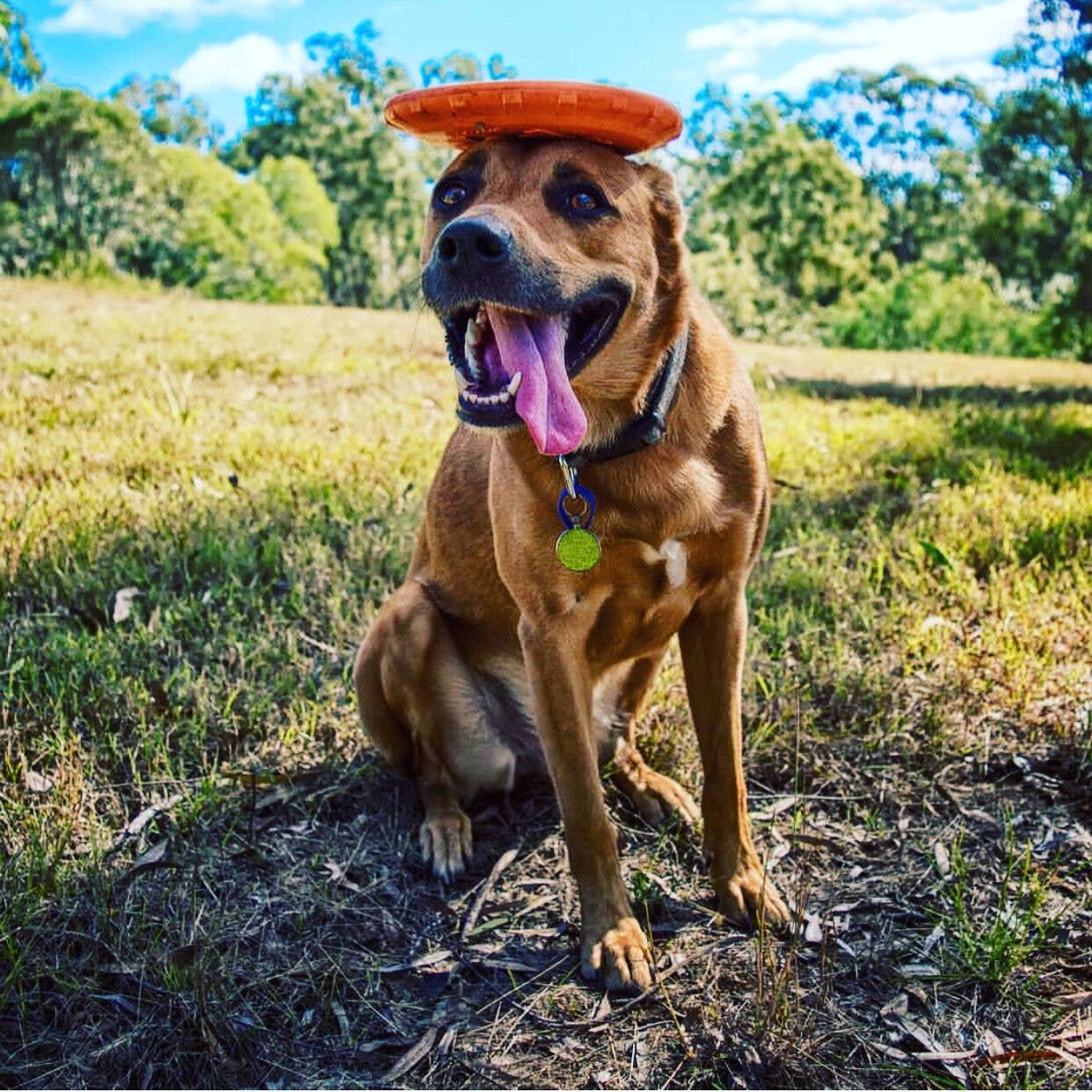 Frisbee Soda Pup - Small