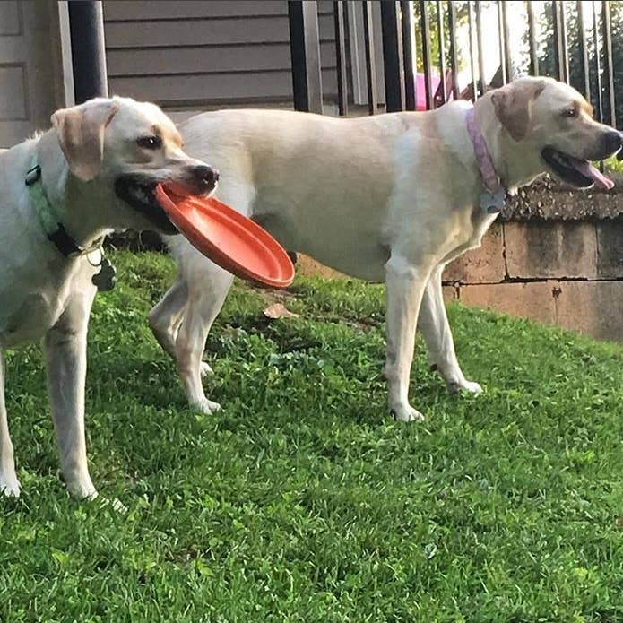 Frisbee Soda Pup - Small