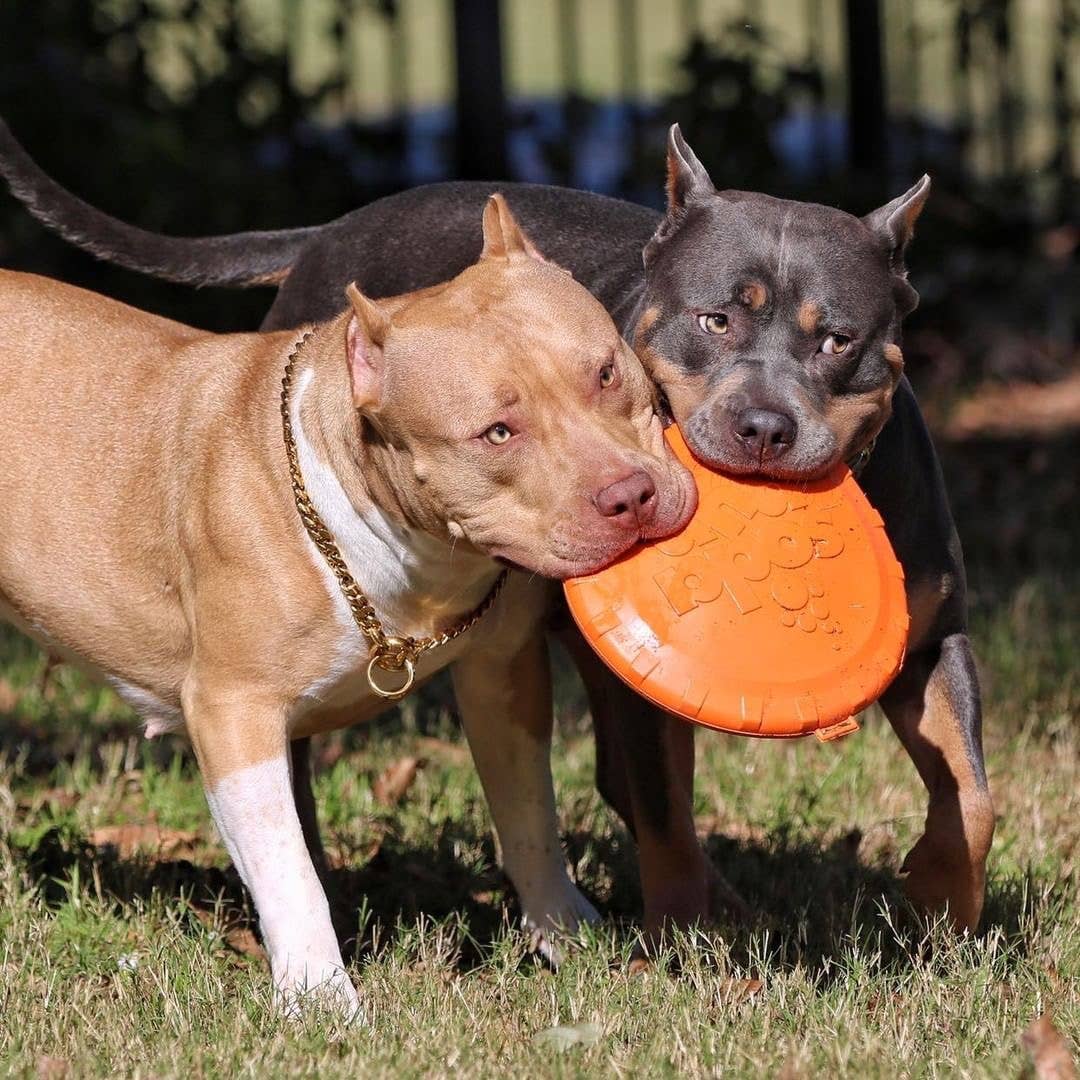 Frisbee Soda Pup - Small